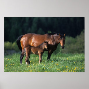 Durchgeklebte Mare & Foal 1 Poster