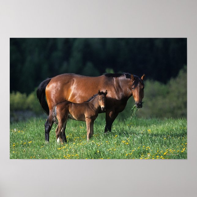 Durchgeklebte Mare & Foal 1 Poster (Vorne)