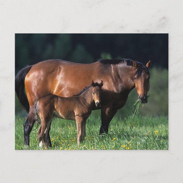 Durchgeklebte Mare & Foal 1 Postkarte (Vorderseite)