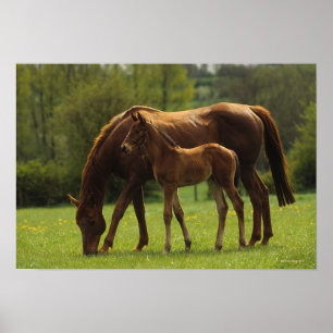 Durchgeklebte Mare & Foal 2 Poster