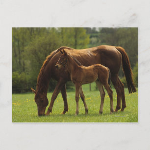 Durchgeklebte Mare & Foal 2 Postkarte