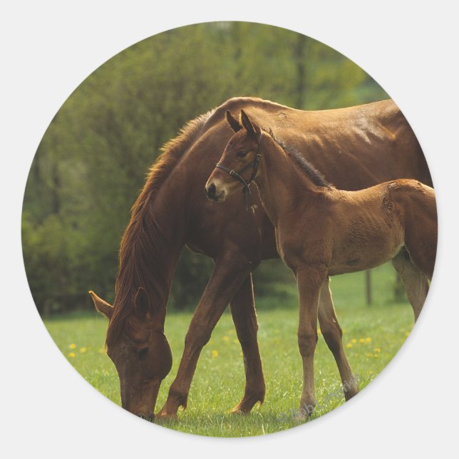 Durchgeklebte Mare & Foal 2 Runder Aufkleber (Vorderseite)
