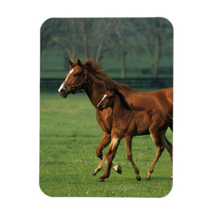 Durchgeklebte Mare & Foal 3 Magnet