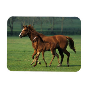 Durchgeklebte Mare & Foal 3 Magnet