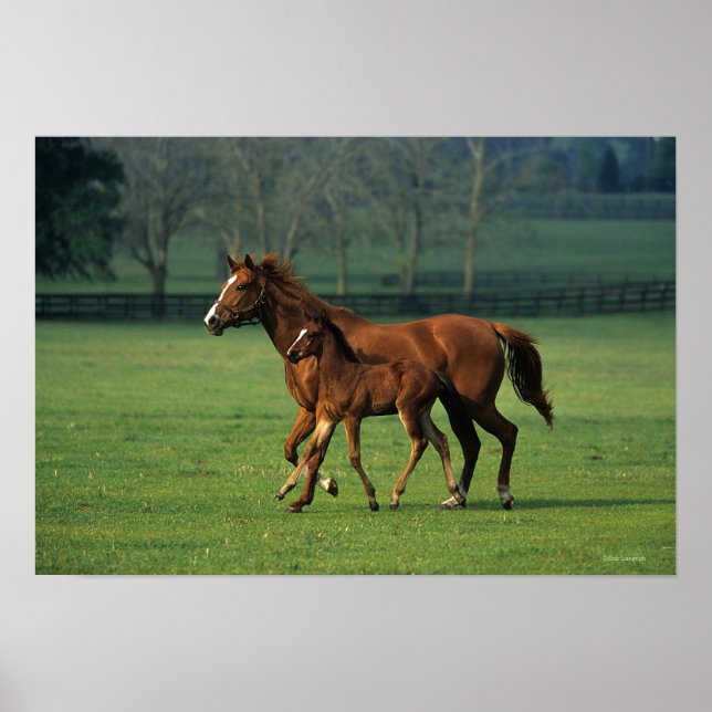 Durchgeklebte Mare & Foal 3 Poster (Vorne)