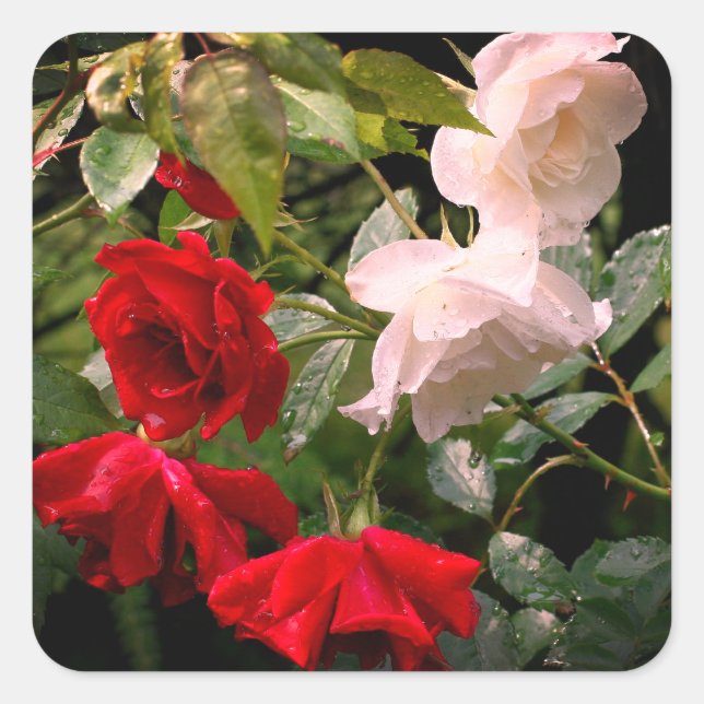 Durchnässte Rosen Floral Quadratischer Aufkleber (Vorderseite)