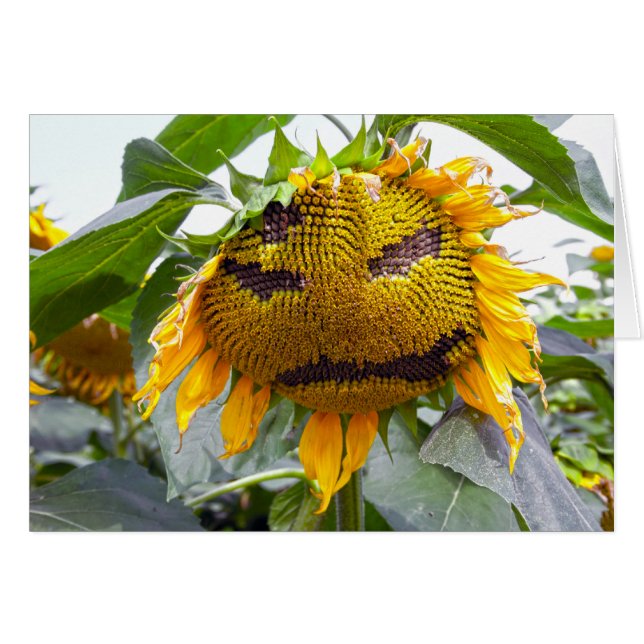 durchschnittliche Sonnenblume (Vorderseite (Horizontal))