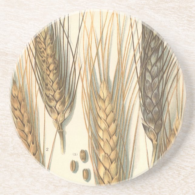 Dürreresistente Pflanze von Weizen, Vintage Landwi Getränkeuntersetzer (Vorne)