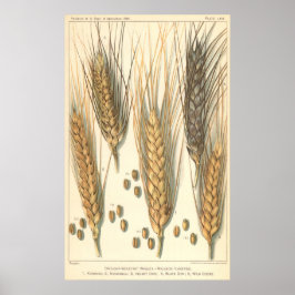 Dürreresistente Pflanze von Weizen, Vintage Landwi Poster