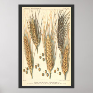 Dürreresistente Pflanze von Weizen, Vintage Landwi Poster