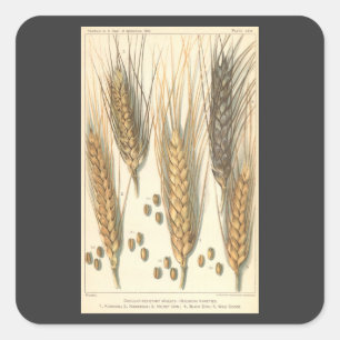 Dürreresistente Pflanze von Weizen, Vintage Landwi Quadratischer Aufkleber