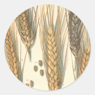 Dürreresistente Pflanze von Weizen, Vintage Landwi Runder Aufkleber
