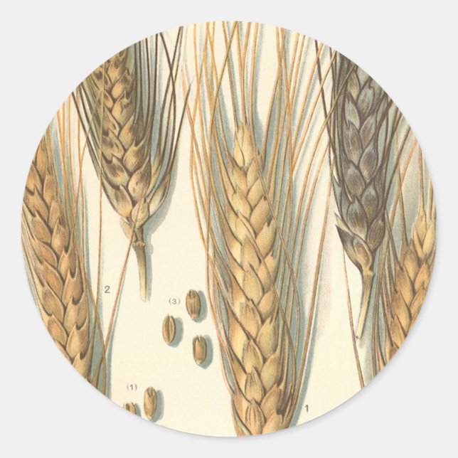 Dürreresistente Pflanze von Weizen, Vintage Landwi Runder Aufkleber (Vorderseite)
