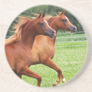 Durstiges Steinküstenmotorschiff 1 BOGO Colts Sandstein Untersetzer