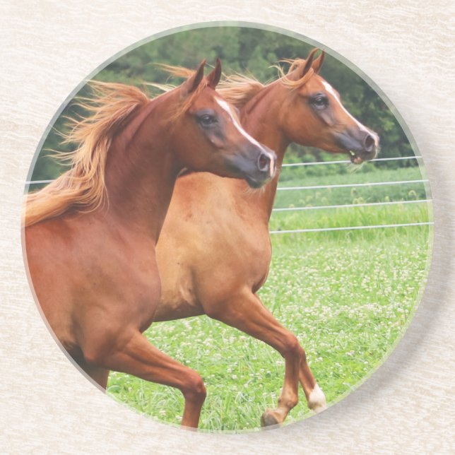 Durstiges Steinküstenmotorschiff 1 BOGO Colts Sandstein Untersetzer (Vorne)