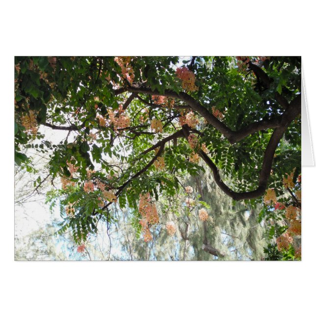 Duschbaum (Vorderseite (Horizontal))