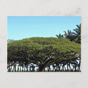 Duschbaum am Strand, Hilo, Hawaii Postkarte