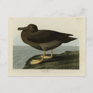 Dusky Albatross von Audubons Vögeln in Amerika Postkarte