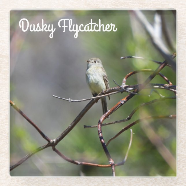 Dusky Flycatcher Glasuntersetzer (Vorderseite)
