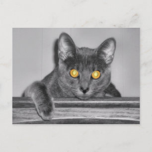 Dusky Gold Postcard Postkarte