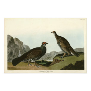 Dusky Grous (Blauer Grouse) Audubon Birds of Ameri Fotodruck