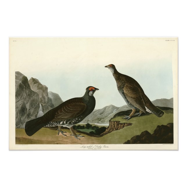 Dusky Grous (Blauer Grouse) Audubon Birds of Ameri Fotodruck (Vorne)