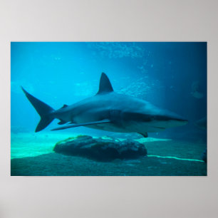 Dusky-Hai (Carcharhinus Obscurus), Ushaka Poster