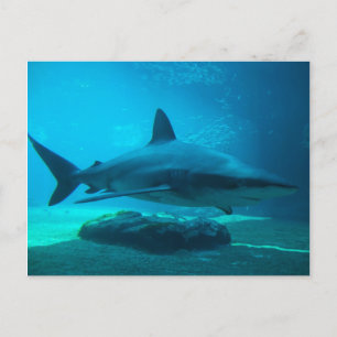 Dusky-Hai (Carcharhinus Obscurus), Ushaka Postkarte