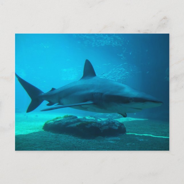 Dusky-Hai (Carcharhinus Obscurus), Ushaka Postkarte (Vorderseite)