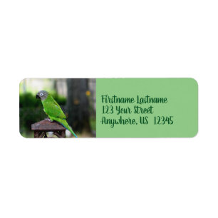 Dusky Headed Conure Parrot Adresse