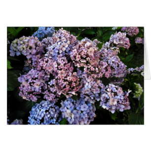 Düstere Hydrangeas