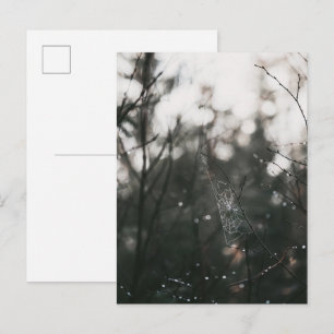Düsteres Wald-Tau-Spinnennetz Postkarte