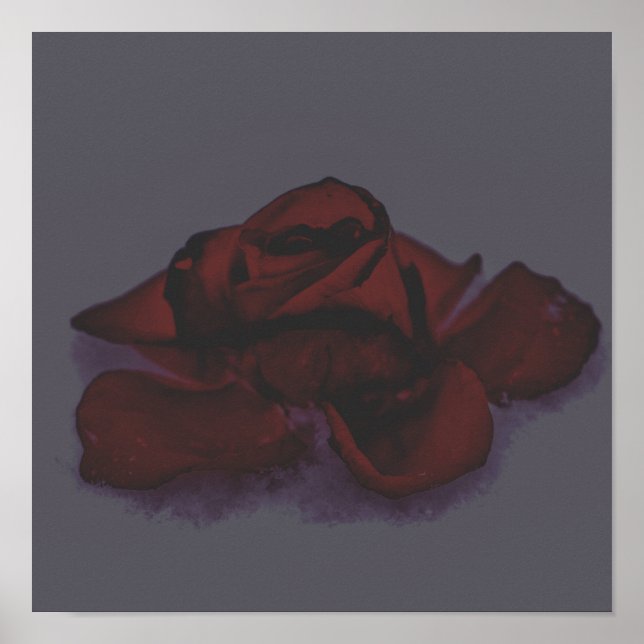 Düsterrose Poster (Vorne)
