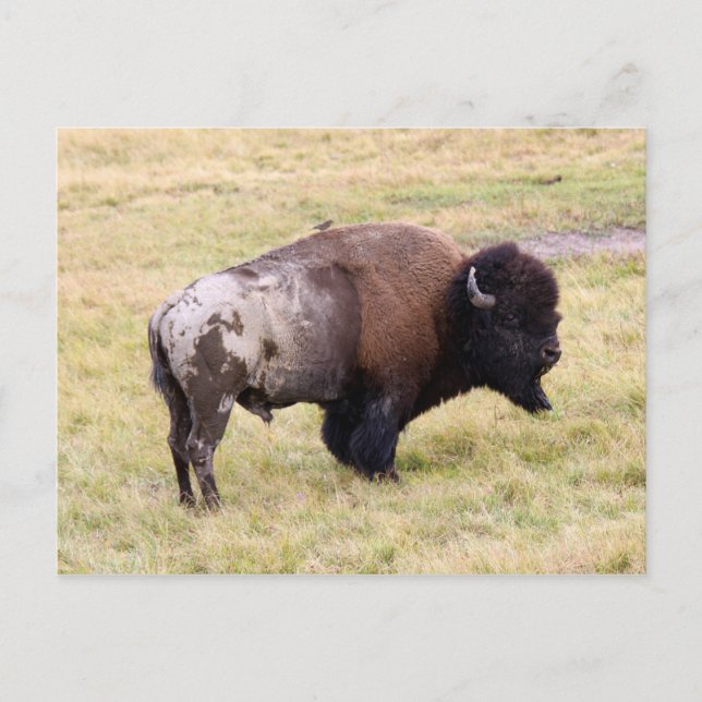 Dusty Bison Bull im Yellowstone-Nationalpark Postkarte (Vorderseite)