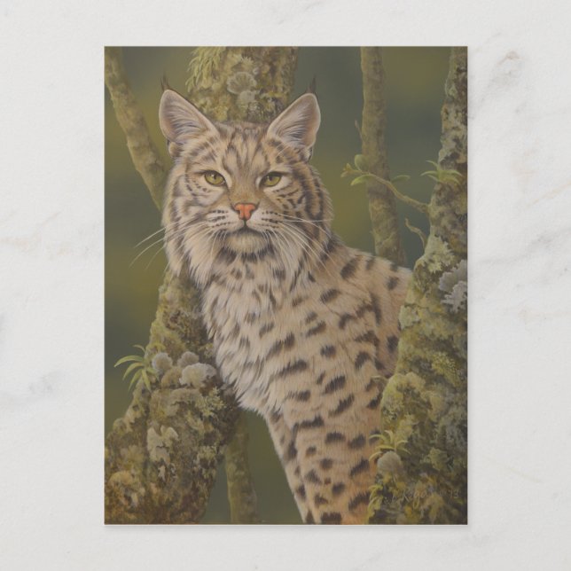 "Dusty" Bobcat Postkarte (Vorderseite)