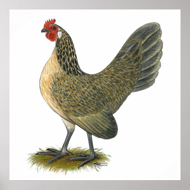 Dutch Bantam: Blue Quail Hen Poster (Vorne)