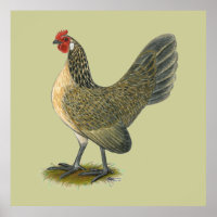 Dutch Bantam: Blue Quail Hen