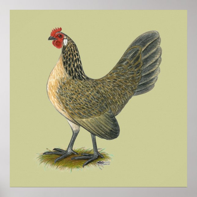 Dutch Bantam: Blue Quail Hen Poster (Vorne)
