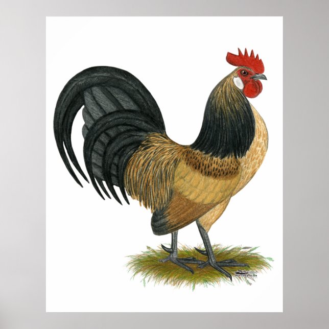 Dutch Bantam: Blue Quail Rooster Poster (Vorne)