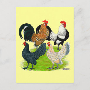Dutch Bantam Quartett Postkarte