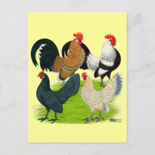 Dutch Bantam Quartett Postkarte