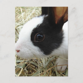 Dutch Bunny Postkarte