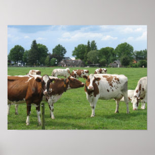 Dutch Dairy Cows Landscape Poster - Geschenk druck