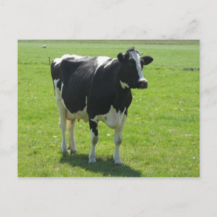 Dutch Frisian cow in green meadow Postkarte