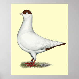 Dutch Helmet Pigeon Poster