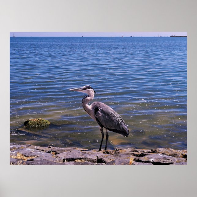 Dutch Heron Poster (Vorne)