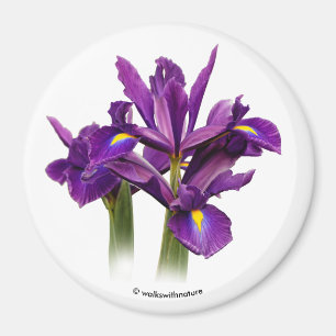 Dutch Iris Lila Sensation Magnet