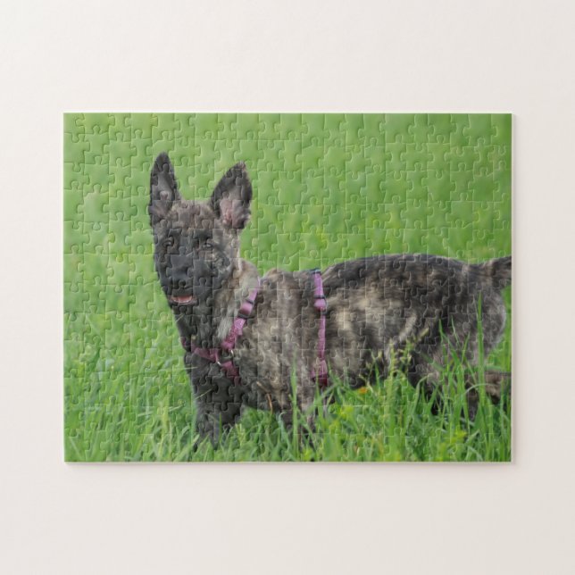 Dutch Shepherd Dog Puzzle (Horizontal)