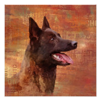 Dutch Shepherd - Niederländische Illustration