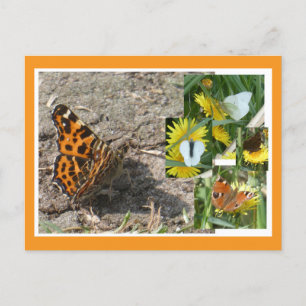 Dutch Summer Butterflies Collage DIY Postcard Feiertagspostkarte